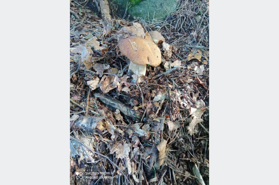 Trwa wysyp grzybów w lasach. Wasze zdjęcia - zdjęcie 19