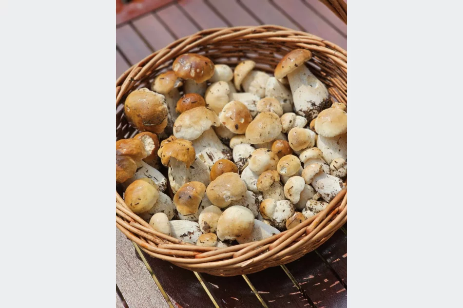 Trwa wysyp grzybów w lasach. Wasze zdjęcia - zdjęcie 20