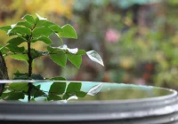 6 tys. zł dofinansowania na gromadzenie deszczówki  - zdjęcie główne