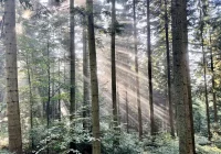 Seria odwołań dyrektorów Lasów Państwowych - w tym Pawła Szczygła - zdjęcie główne