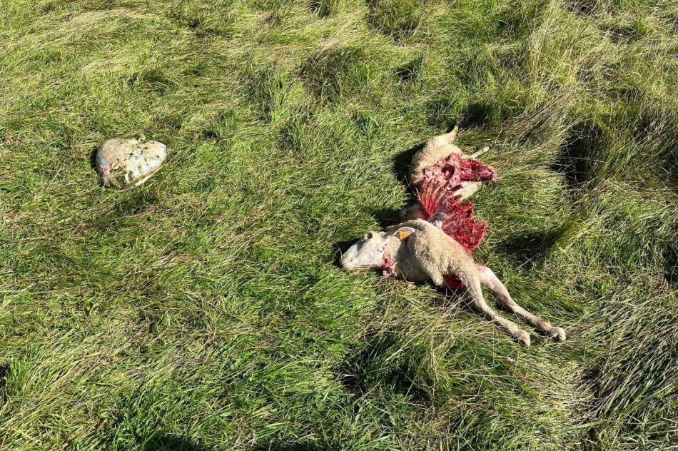 Kolejny atak. "Wilki są już chyba wyszkolone w zabijaniu owiec" - zdjęcie 2