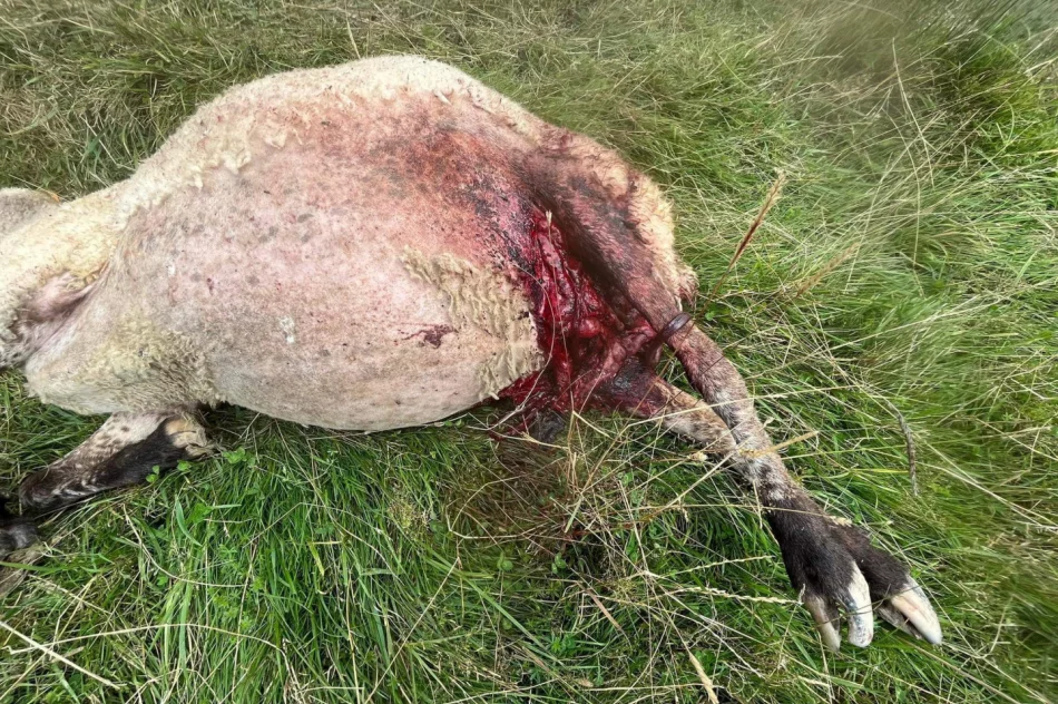 Kolejny atak. "Wilki są już chyba wyszkolone w zabijaniu owiec" - zdjęcie 3