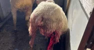 Kolejny atak. "Wilki są już chyba wyszkolone w zabijaniu owiec" - zdjęcie 4