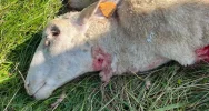 Kolejny atak. "Wilki są już chyba wyszkolone w zabijaniu owiec" - zdjęcie 5