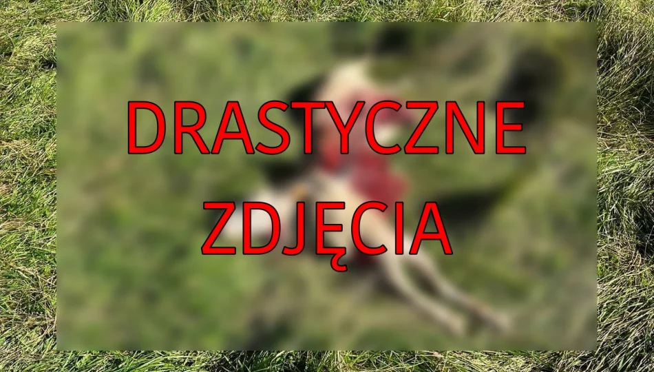 Kolejny atak. "Wilki są już chyba wyszkolone w zabijaniu owiec" - zdjęcie 1