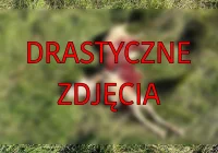 Kolejny atak. "Wilki są już chyba wyszkolone w zabijaniu owiec" - zdjęcie główne