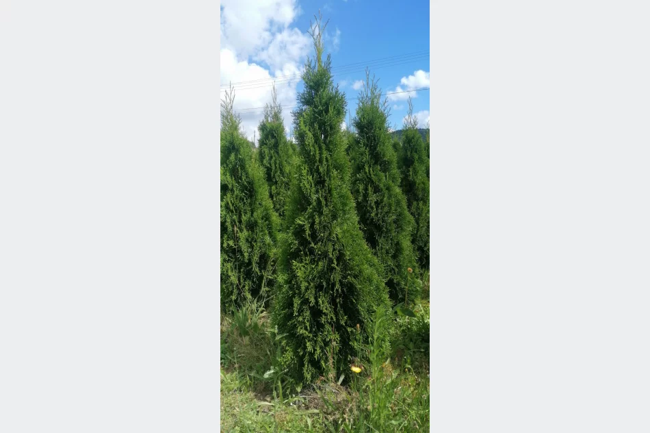 Tuje szmaragd, gold, danica - zdjęcie 2