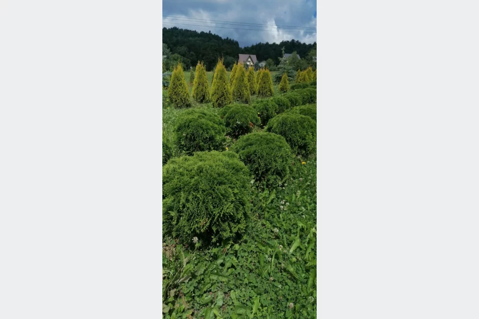 Tuje szmaragd, gold, danica - zdjęcie 3