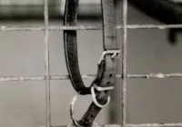 Przed sąd za złe traktowanie psa - zdjęcie główne