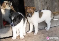 Gmina szuka domu dla piesków - zdjęcie główne