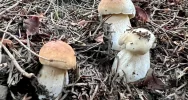Wysyp grzybów w Beskidzie Wyspowym trwa. Sezon na prawdziwki - zdjęcie 2