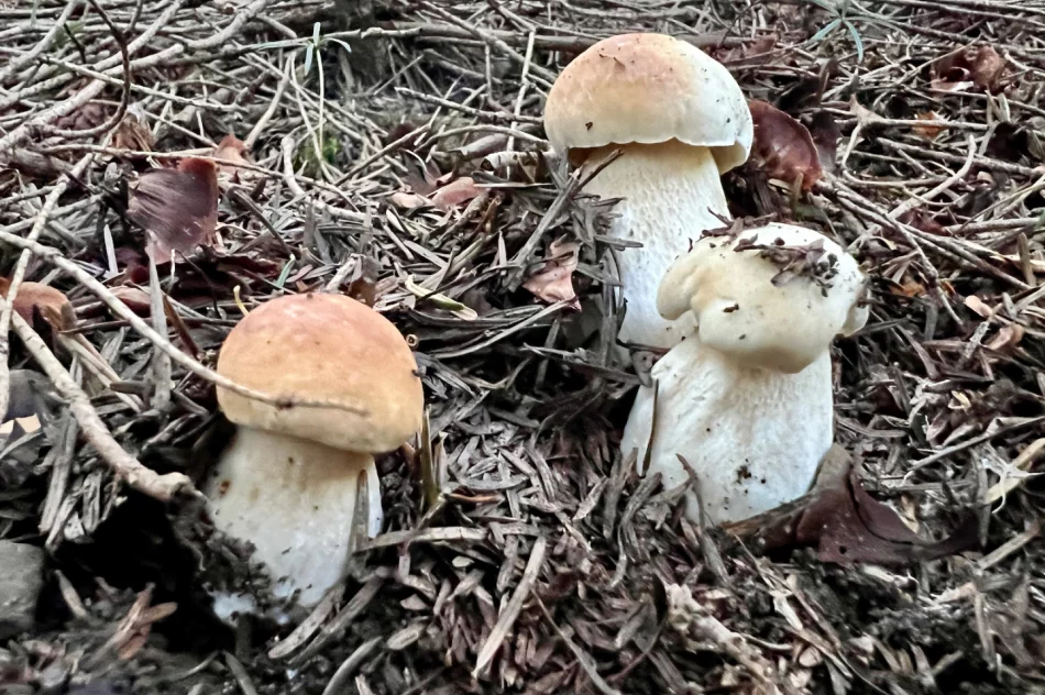 Wysyp grzybów w Beskidzie Wyspowym trwa. Sezon na prawdziwki - zdjęcie 2