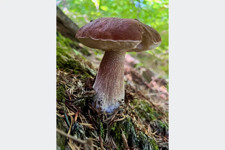 Wysyp grzybów w Beskidzie Wyspowym trwa. Sezon na prawdziwki - zdjęcie 3