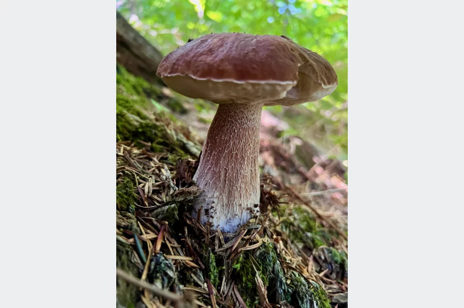 Wysyp grzybów w Beskidzie Wyspowym trwa. Sezon na prawdziwki - zdjęcie 4