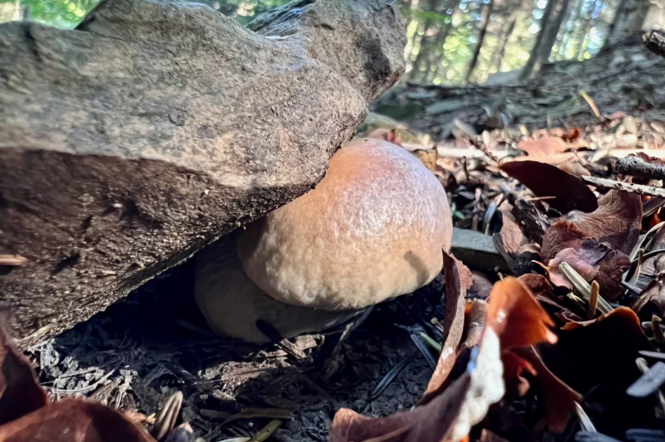 Wysyp grzybów w Beskidzie Wyspowym trwa. Sezon na prawdziwki - zdjęcie 5