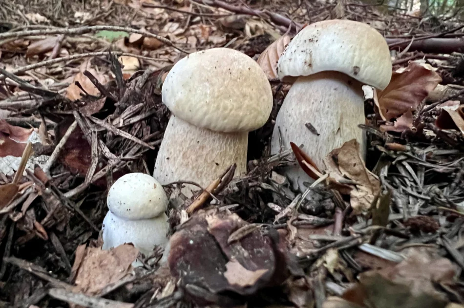 Wysyp grzybów w Beskidzie Wyspowym trwa. Sezon na prawdziwki - zdjęcie 6