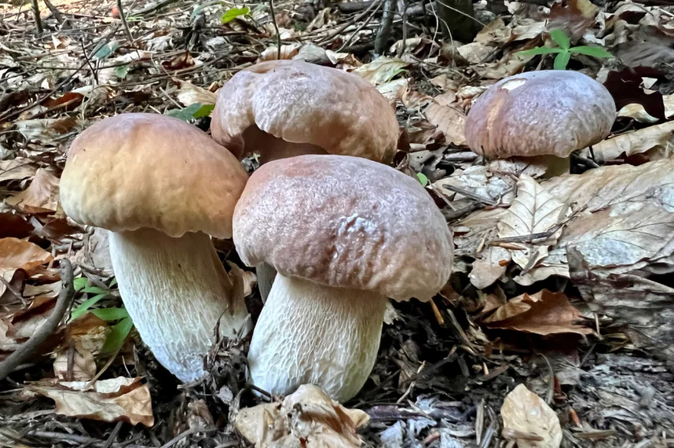 Wysyp grzybów w Beskidzie Wyspowym trwa. Sezon na prawdziwki - zdjęcie 7