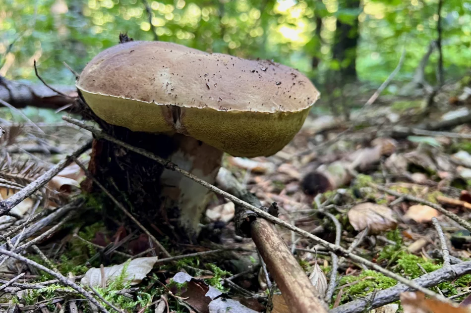 Wysyp grzybów w Beskidzie Wyspowym trwa. Sezon na prawdziwki - zdjęcie 8