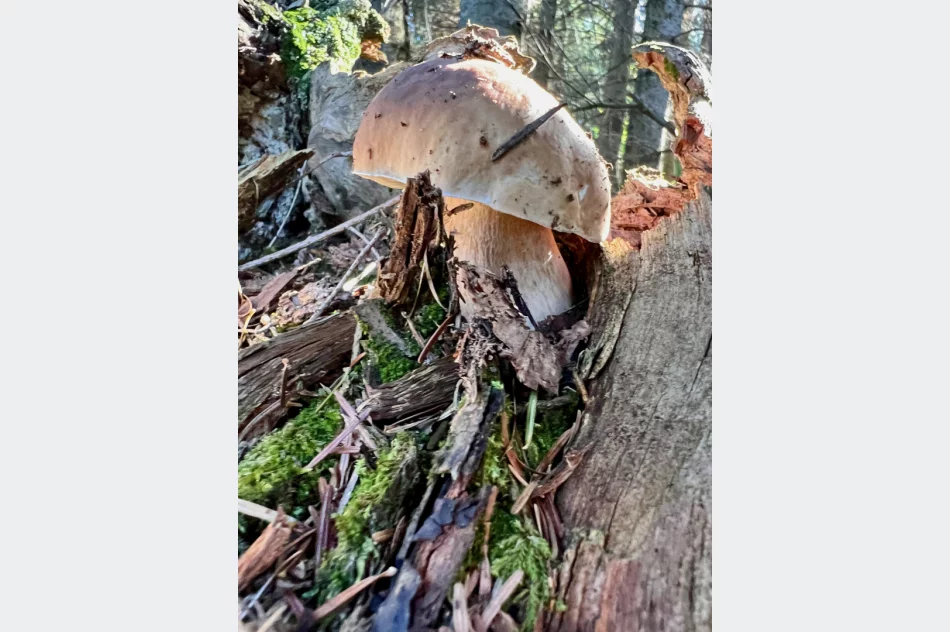 Wysyp grzybów w Beskidzie Wyspowym trwa. Sezon na prawdziwki - zdjęcie 9