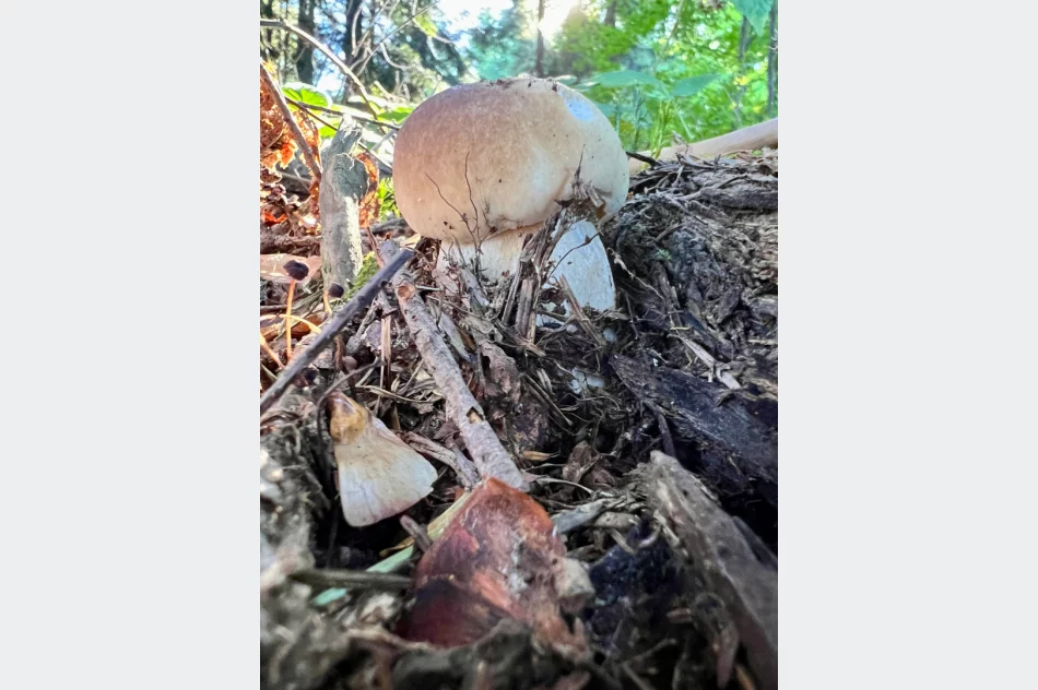 Wysyp grzybów w Beskidzie Wyspowym trwa. Sezon na prawdziwki - zdjęcie 10