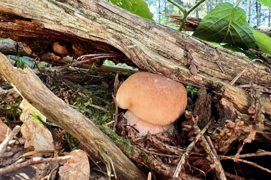 Wysyp grzybów w Beskidzie Wyspowym trwa. Sezon na prawdziwki - zdjęcie 11