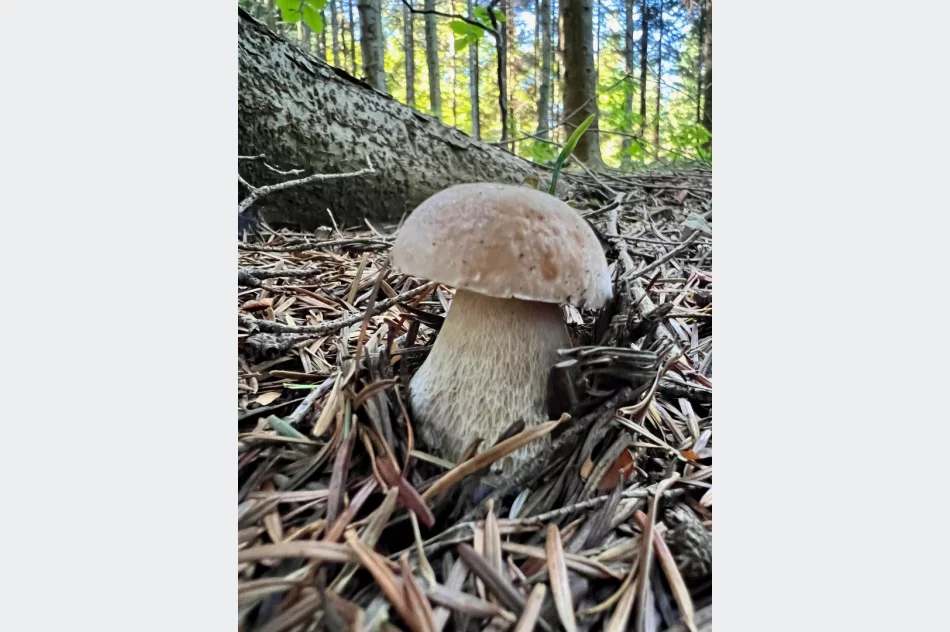 Wysyp grzybów w Beskidzie Wyspowym trwa. Sezon na prawdziwki - zdjęcie 12