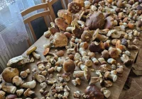 Wysyp grzybów w Beskidzie Wyspowym trwa. Sezon na prawdziwki - zdjęcie główne