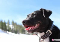 Pogryzienia listonoszy - zdjęcie główne