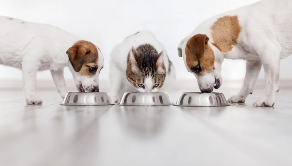 Czy koty mogą jeść karmę dla psów?