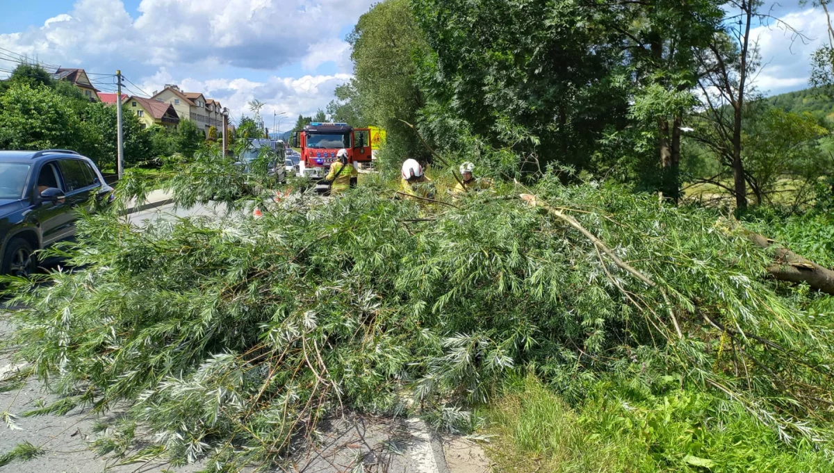 Złamane drzewa spadły na jadące auta