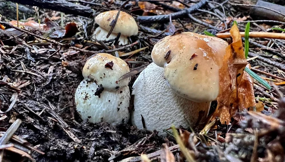 Zapowiadają zmiany w koszyku polskiego grzybiarza - zdjęcie 1