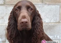 Wyrzucił psa jak zużytą zabawkę - zdjęcie główne