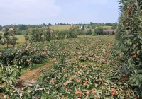 Nawałnica zniszczyła sady - straty są ogromne. Rolnicy zrozpaczeni - zdjęcie główne
