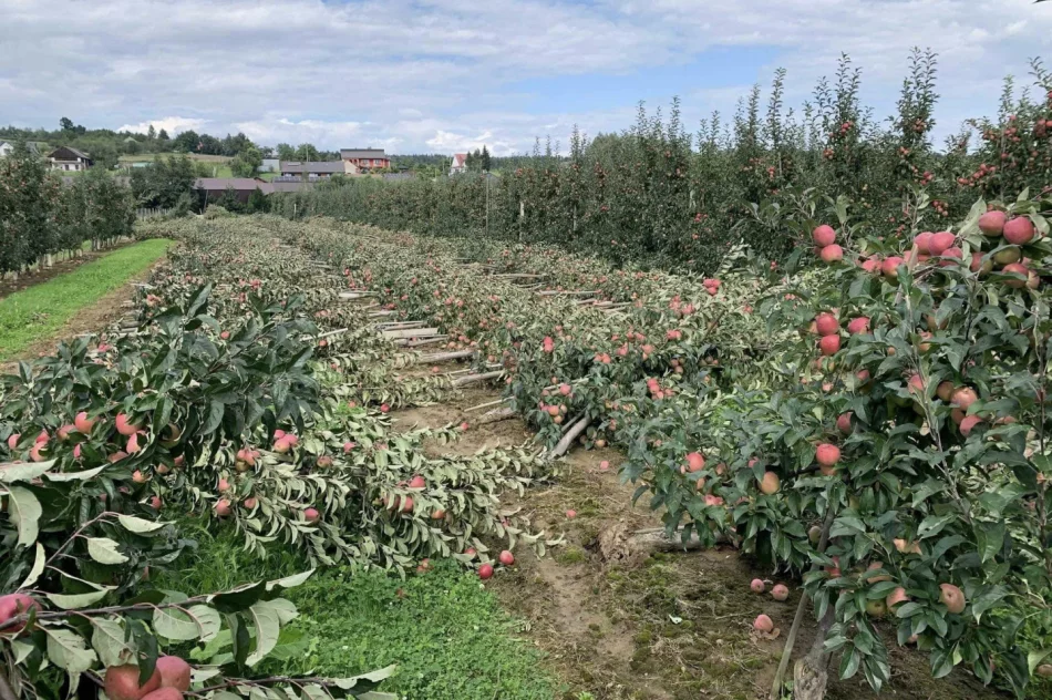 Nawałnica zniszczyła sady - straty są ogromne. Rolnicy zrozpaczeni - zdjęcie 2