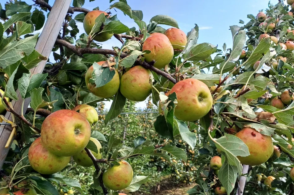 Nawałnica zniszczyła sady - straty są ogromne. Rolnicy zrozpaczeni - zdjęcie 3