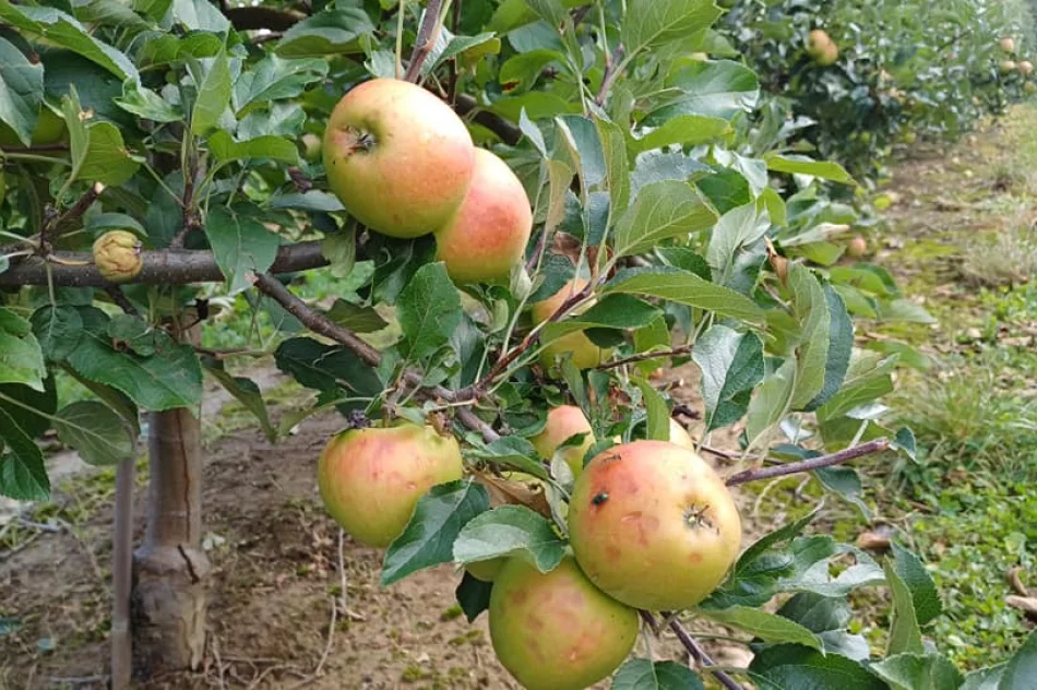 Nawałnica zniszczyła sady - straty są ogromne. Rolnicy zrozpaczeni - zdjęcie 4