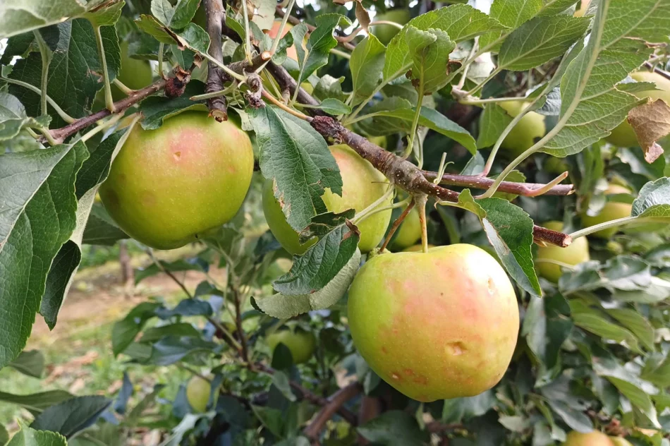 Nawałnica zniszczyła sady - straty są ogromne. Rolnicy zrozpaczeni - zdjęcie 5