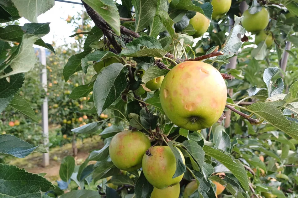 Nawałnica zniszczyła sady - straty są ogromne. Rolnicy zrozpaczeni - zdjęcie 6