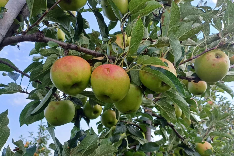 Nawałnica zniszczyła sady - straty są ogromne. Rolnicy zrozpaczeni - zdjęcie 7