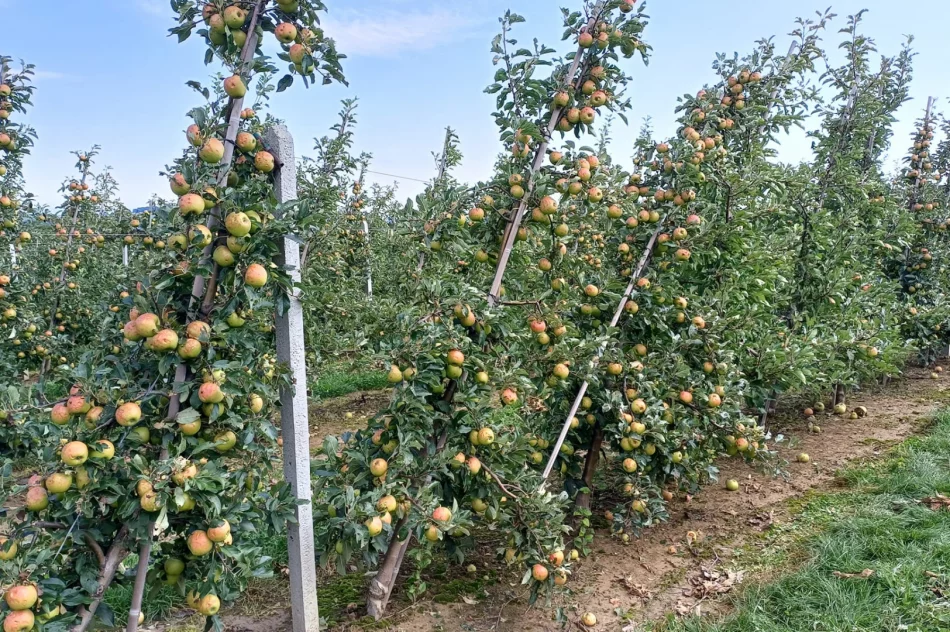 Nawałnica zniszczyła sady - straty są ogromne. Rolnicy zrozpaczeni - zdjęcie 8
