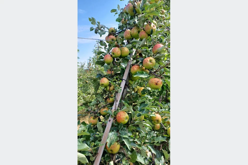 Nawałnica zniszczyła sady - straty są ogromne. Rolnicy zrozpaczeni - zdjęcie 9