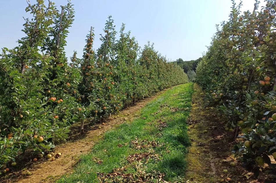 Nawałnica zniszczyła sady - straty są ogromne. Rolnicy zrozpaczeni - zdjęcie 10