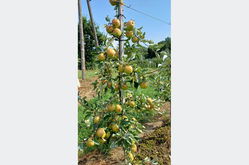 Nawałnica zniszczyła sady - straty są ogromne. Rolnicy zrozpaczeni - zdjęcie 11