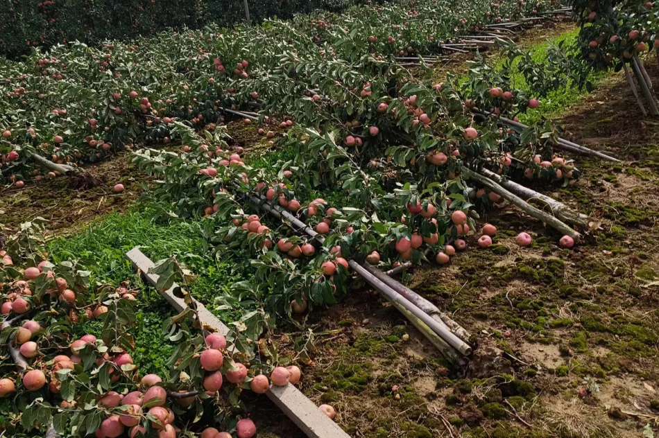 Nawałnica zniszczyła sady - straty są ogromne. Rolnicy zrozpaczeni - zdjęcie 12
