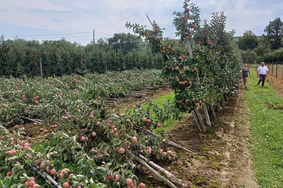 Nawałnica zniszczyła sady - straty są ogromne. Rolnicy zrozpaczeni - zdjęcie 13