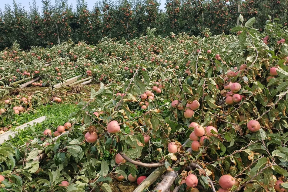 Nawałnica zniszczyła sady - straty są ogromne. Rolnicy zrozpaczeni - zdjęcie 14