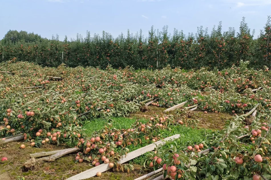 Nawałnica zniszczyła sady - straty są ogromne. Rolnicy zrozpaczeni - zdjęcie 15