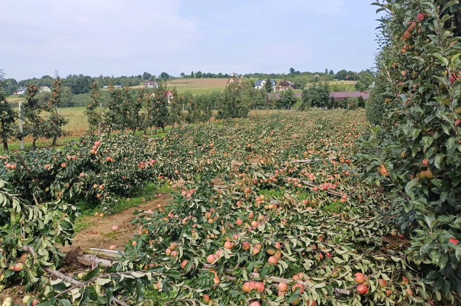 Nawałnica zniszczyła sady - straty są ogromne. Rolnicy zrozpaczeni - zdjęcie 16