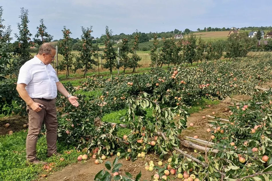 Nawałnica zniszczyła sady - straty są ogromne. Rolnicy zrozpaczeni - zdjęcie 17