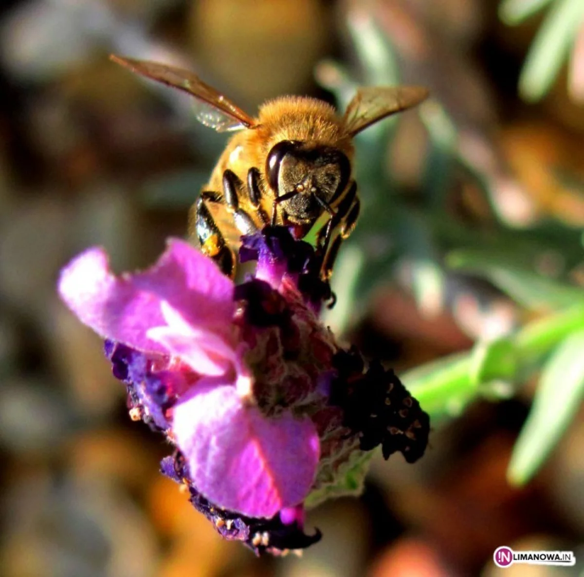 Pszczelarze protestują przeciw GMO